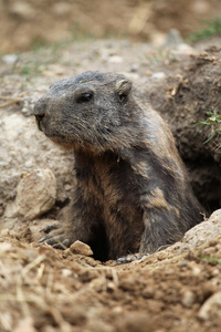 野生高山旱獭