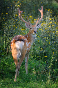 白尾鹿鹿站在夏季木材