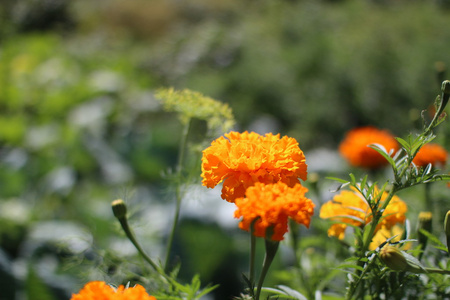 夏天花园里的花