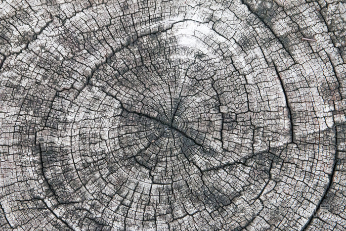 树轮照片-正版商用图片1jmlih-摄图新视界