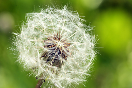 蒲公英的花在户外