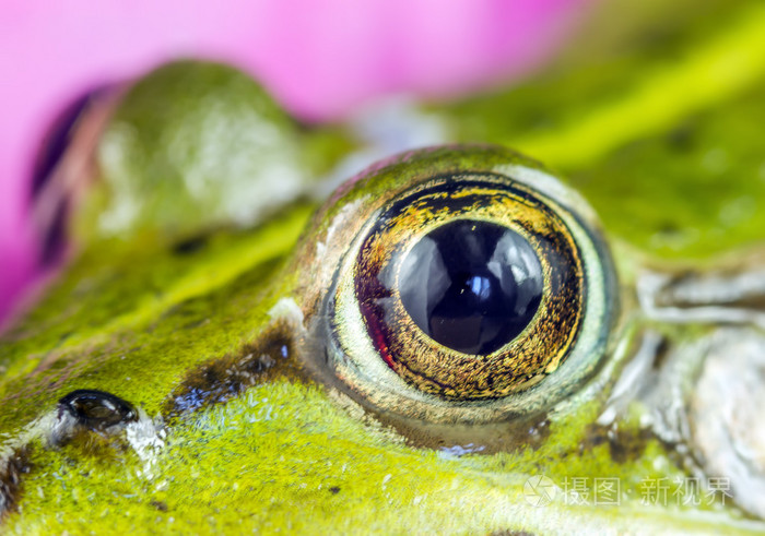 眼绿色青蛙