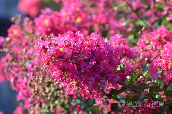 紫色的花