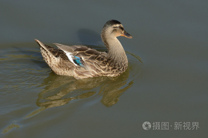 在野外生活的混合的品种绿头野鸭鲁昂鸭