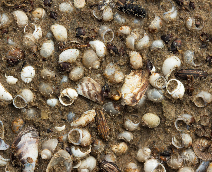 在潮湿的沙子中的贝壳和贻贝