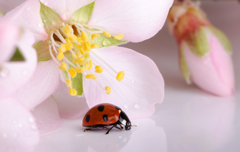 对花瓢虫