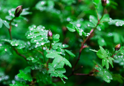 小雨点落在花园里图片