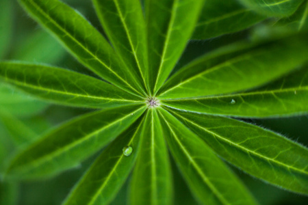 年轻的植物与绿色的树叶