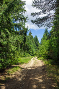 乡间小路穿过松树森林