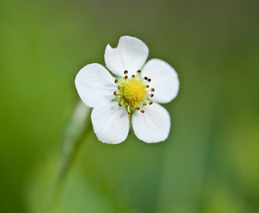 野草莓开花