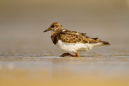 红润 turnstone