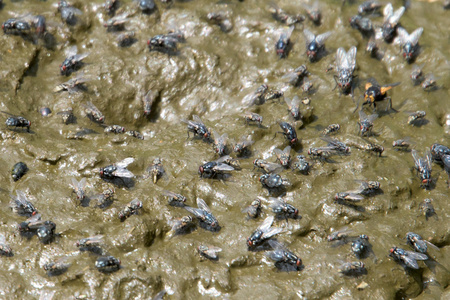 被苍蝇覆盖的牛粪照片