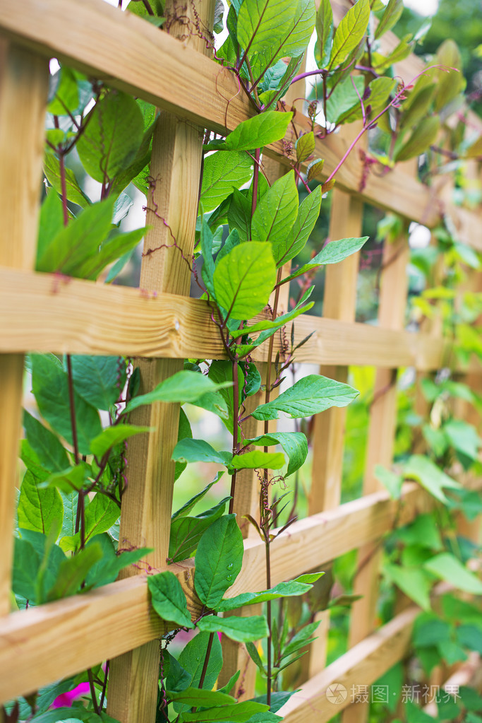 泥鳅草在木栅栏上