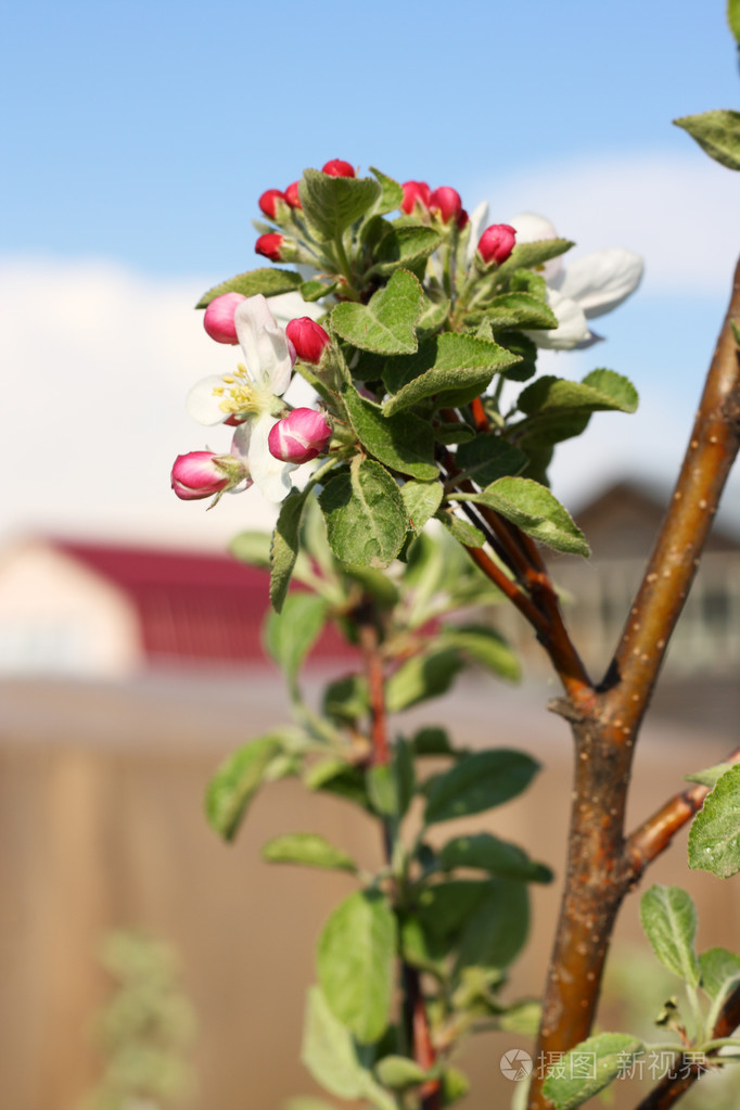 苹果树开花