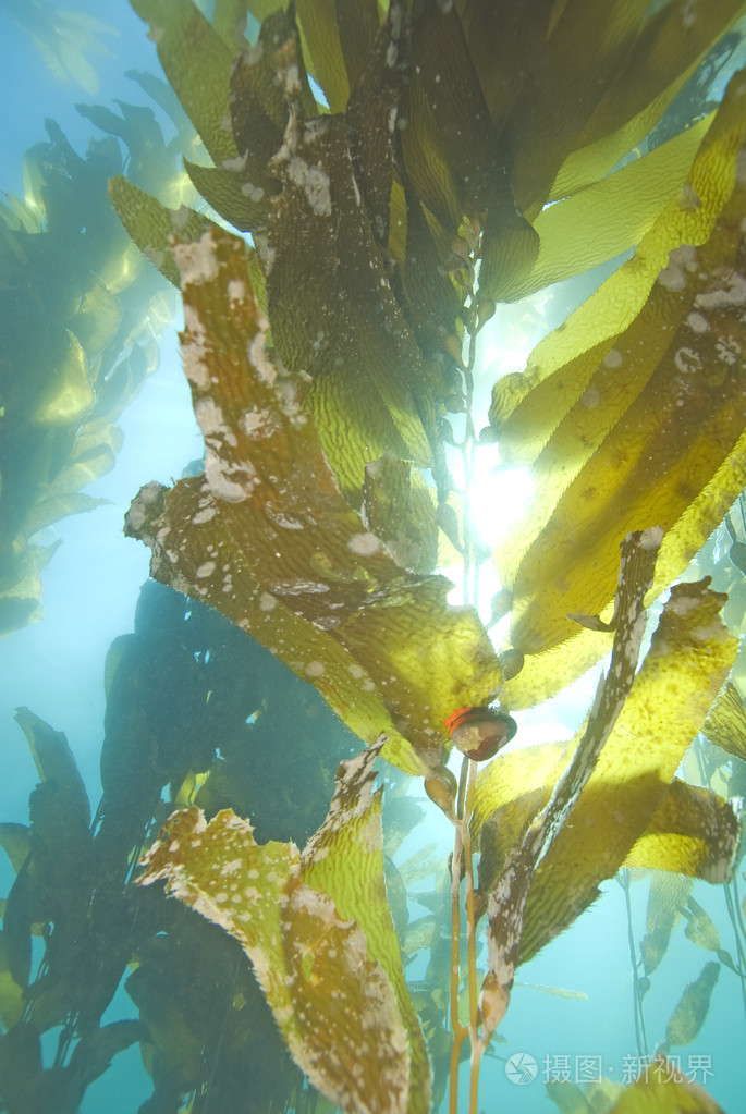 海带海藻水下