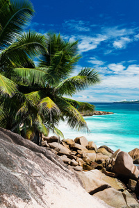 在塞舌尔群岛的热带海滩上的棕榈树