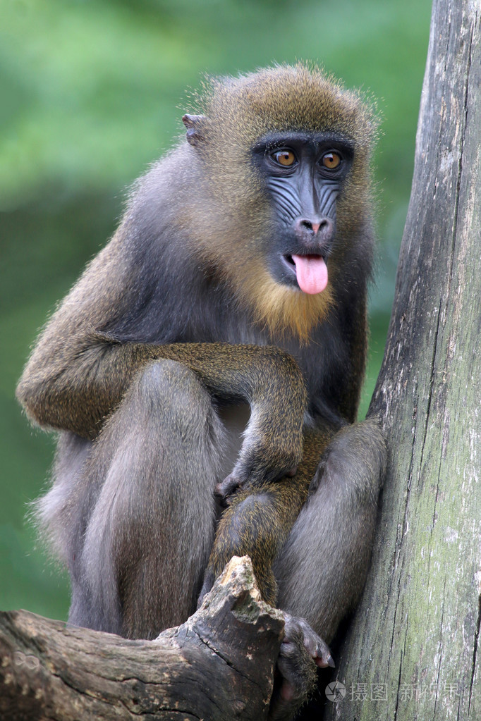 年轻的雄性山魈