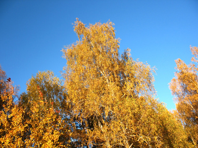 秋天的树木和蓝蓝的天空