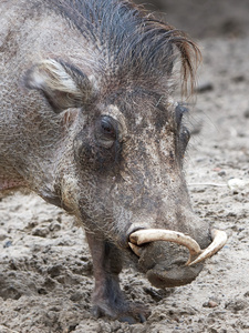 Warthog非洲沙科乔鲁