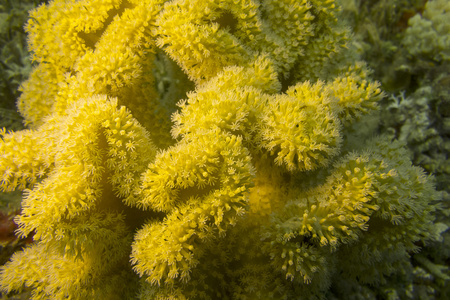 在热带海洋，水下珊瑚的蘑菇皮革