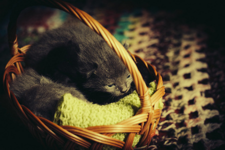 睡在篮子里的猫