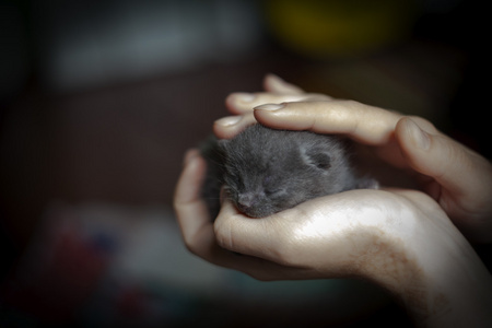 在女性手中很少小猫