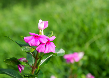 粉色花花园里的花