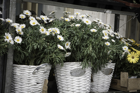 德国花卉市场发售的花朵