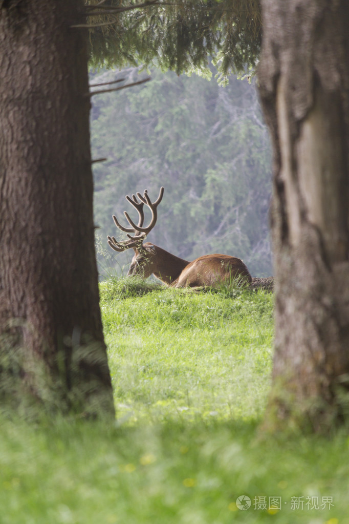 在森林中的鹿