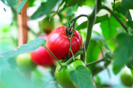 植物的成熟红番茄