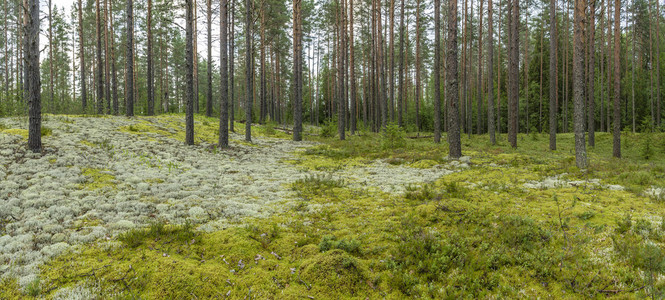 针叶林与多彩苔藓和地衣的全景