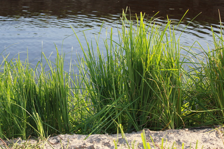靠近湖的绿色芦苇照片