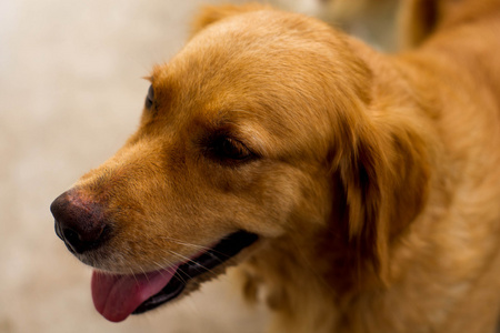 金毛猎犬头照片