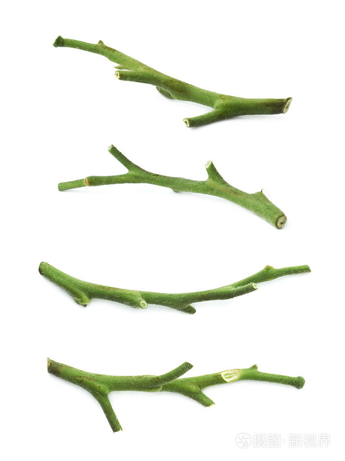 绿色的茎干的西红柿