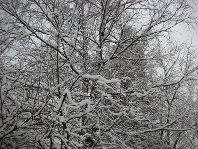 雪树