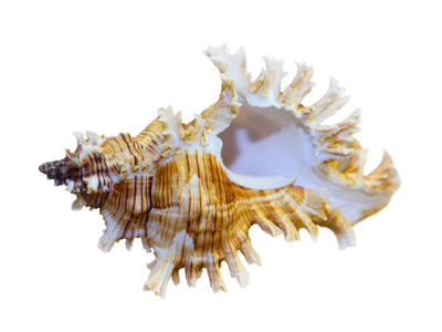 壳的默克斯 Saulii 或 Chicoreus Saulii
