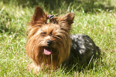 女性约克夏犬