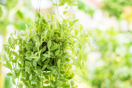 挂装点绿色的常春藤植物在花园里照片