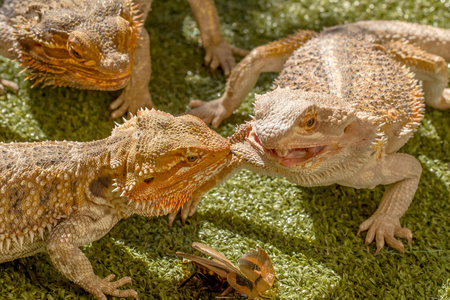 Pogona 爬行动物