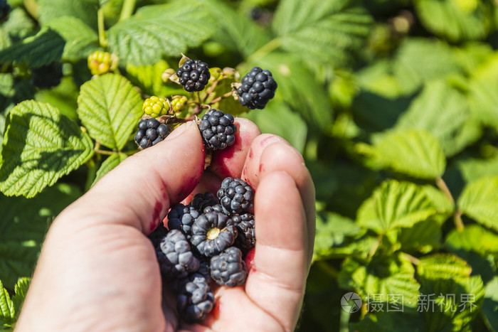 采摘黑莓成熟水果