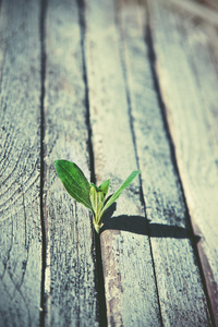绿豆芽生长在木板上。生态概念
