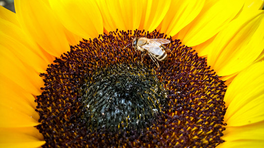 一朵向日葵，采集花粉的蜜蜂