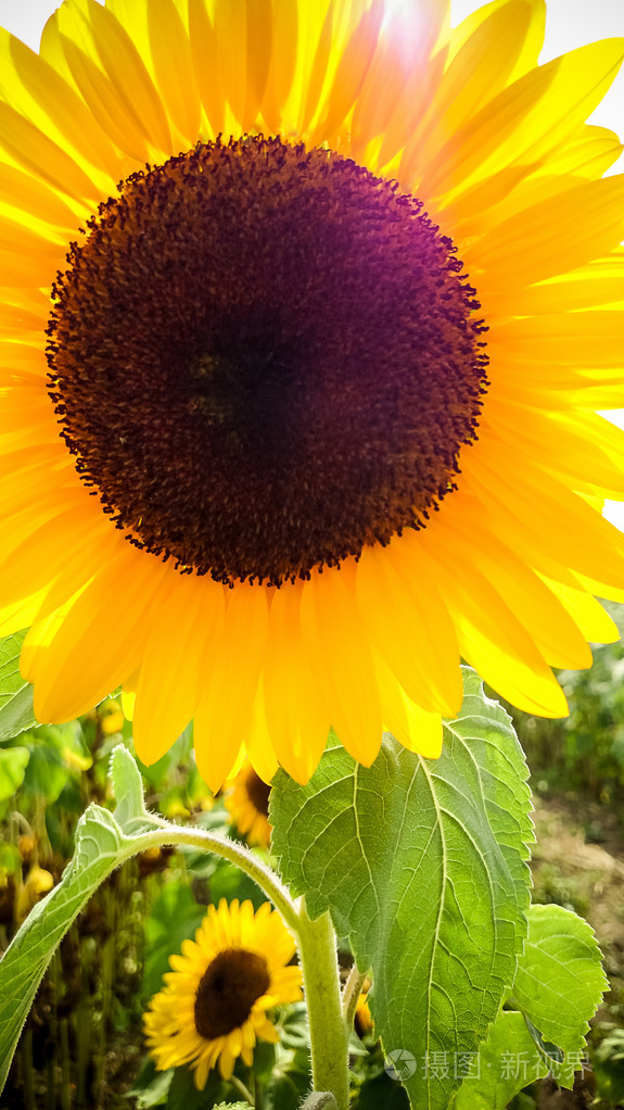 大向日葵与阳光