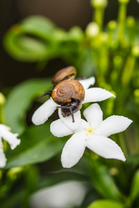 蜗牛上白花