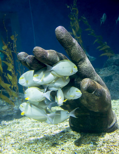 在一家水族馆热带水下生活