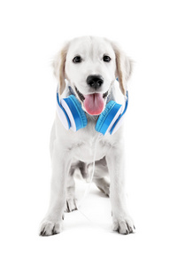 可爱的拉布拉多狗戴着耳机上白色孤立