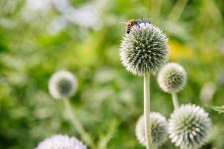 Echinops 苕子蓝 与蜜蜂采集花粉