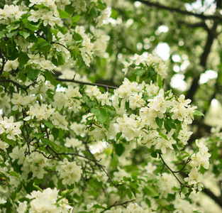 桃花苹果