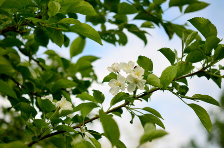 桃花苹果