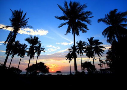 在日落，泰国椰子树的景观 Silhouetted